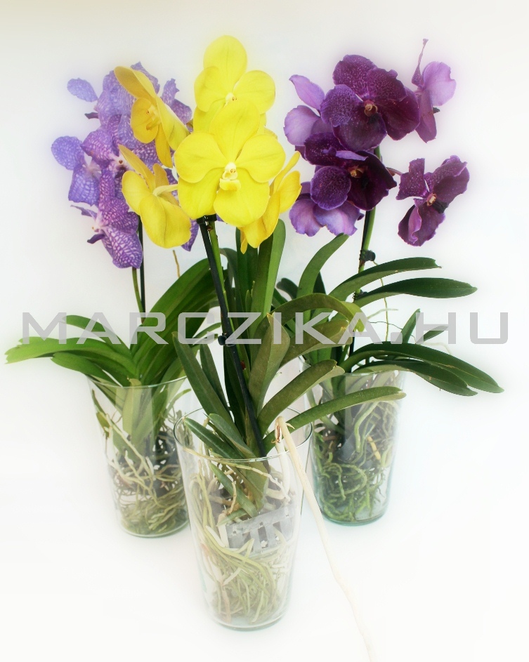 uvegkaspos viragzo vanda orchidea